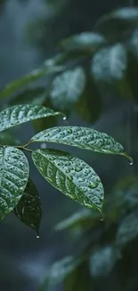 Raindrops delicately perched on green leaves.