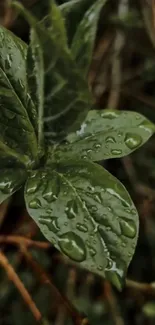Raindrops on lush green leaves wallpaper.