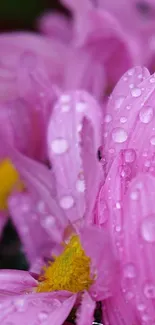 Pink flowers with raindrops on petals in vibrant close-up view.