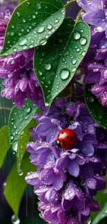 Raindrops on purple flowers with green leaves.