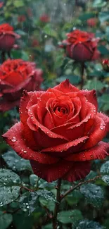 Close-up of red roses with raindrops in a garden setting.