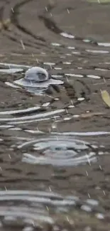 Raindrops creating ripples on a brown water surface, capturing tranquility.