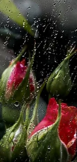 Raindrops falling on budding roses closeup.