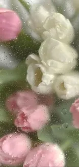 Mobile wallpaper of pink and white tulips with raindrops.