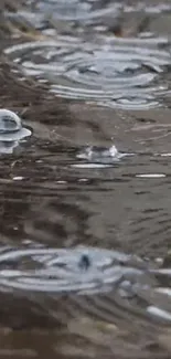 Raindrops create ripples on a dark water surface.