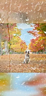 Dog sits on an autumn path surrounded by colorful leaves and raindrops.