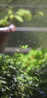 Green leaves on a balcony in rain, creating a serene and natural mobile wallpaper.