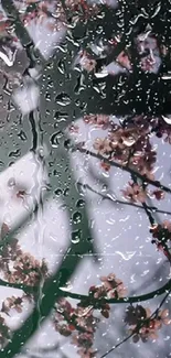 Blossom branches behind rain-covered glass