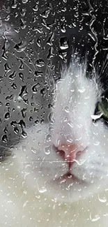 Close-up of a cat looking through a rain-splattered window, with striking green eyes.