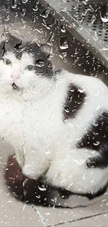 Black and white cat behind rain-speckled window.