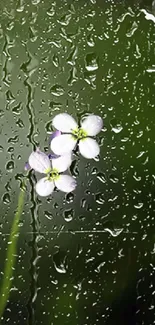 White flower with raindrops on glass background.