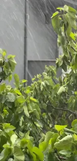 Lush green leaves under a light rain.