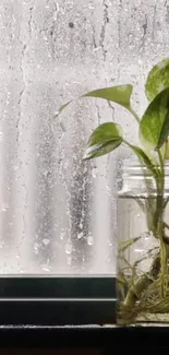 Plant in a jar by a rainy window, creating a serene ambiance.