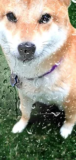 Shiba Inu dog sitting with raindrops on grassy background.