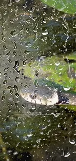 Rainy day with snake visible through glass raindrops.