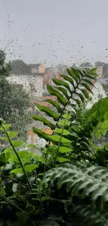 Lush green ferns by a rainy window view