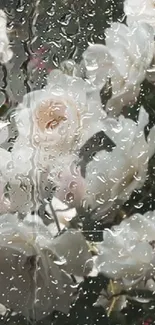 White roses with raindrops on glass in a serene mobile wallpaper.