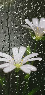 White flowers with raindrops on glass background.