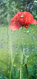 Vibrant red flower behind raindrop-covered glass.