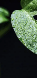 A close-up of a green leaf with water droplets on a dark background.