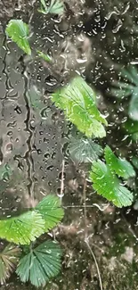 Lush green leaves with raindrops on a serene phone wallpaper.