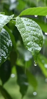 Close-up of rain-covered green leaves in nature.