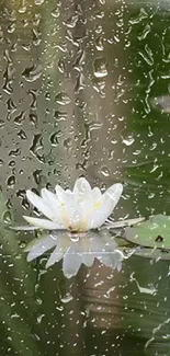 White water lily with raindrops on glass.