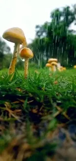 Rainy day mushrooms in lush green grass landscape wallpaper.