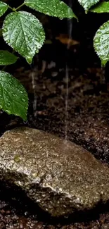 Rain-soaked rock with green leaves in a natural setting.