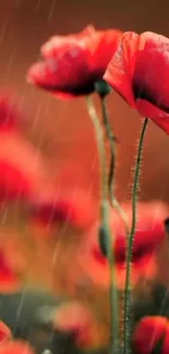 Vibrant red poppies in the rain, perfect mobile wallpaper.