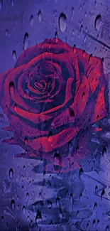 Red rose against rainy glass on wallpaper.