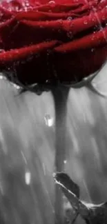 Red rose with raindrops on grayscale background.