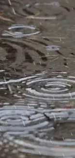 Raindrops creating ripples on a wet pavement captured in a wallpaper.