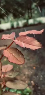 Raindrops on rose leaves in a serene garden scene.