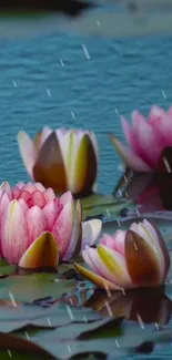 Pink water lilies with raindrops in a tranquil pond setting.