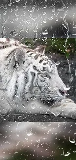 White tiger relaxing with raindrops on glass.