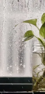 Green plant on a rainy windowsill with raindrops on glass.