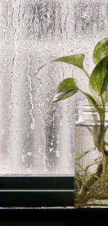 Plant in a jar by a rainy window for mobile wallpaper.