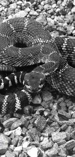 Rattlesnake coiled on gray rocky ground. Perfect nature backdrop.