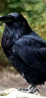 A majestic raven perched on a rock, with a blurred natural backdrop.