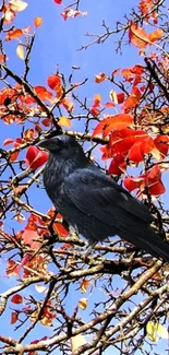 Raven perched on autumn tree with bright orange leaves.