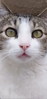 Close-up of a tabby cat with green eyes and a white face as a wallpaper.