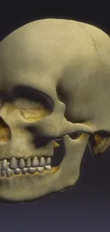 3D realistic skull on dark background.