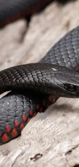 Black snake with red scales on light background.