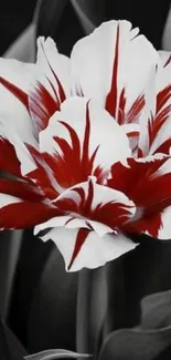 Red and white artistic flower wallpaper design.