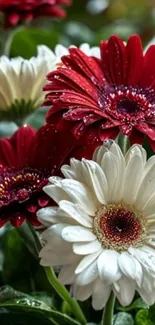Red and white daisies with dewdrops enhancing their beauty.