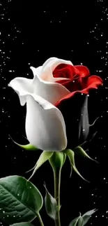 Stunning red and white rose against black starry background.