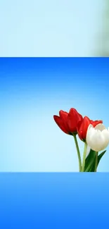 Red and white tulips on a blue background.