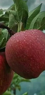 Close-up of a red apple with raindrops on branches.