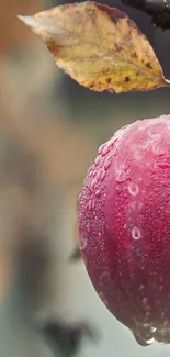 Close-up of a dewy red apple on a branch with autumn leaves.